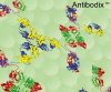 antibodix